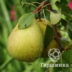 Груша Память Жегалова-2