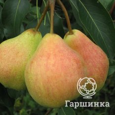 Груша Память Жегалова-3