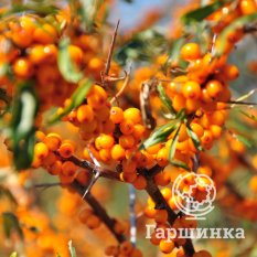 Москвичка-2