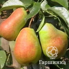 Груша Кафедральная-2