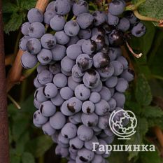 Память Домбковской-2