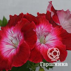 Пеларгония королевская Бермуда Дак Ред-3