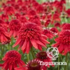 Эксцентрик-2