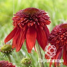 Эксцентрик-3