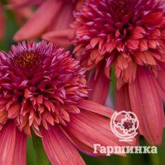 Эксцентрик-4