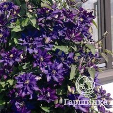 Даниэль Деронда-3