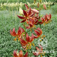 Арабиан Найт (Arabian Night)-2