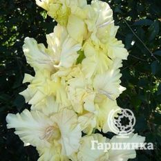 Гладиолус Золотая десятка-2