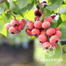 Пинк Лимонад (раннеспелый)-2