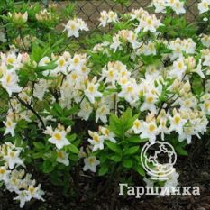 Рододендрон Шнееголд-3