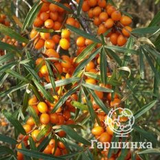 Оранжевая-4