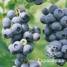 Сиерра (раннеспелый)-4