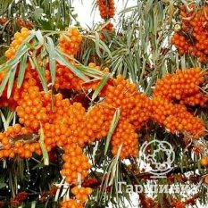 Оранжевая-3