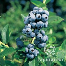 Сиерра (раннеспелый)-3