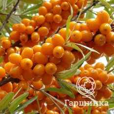 Оранжевая-2