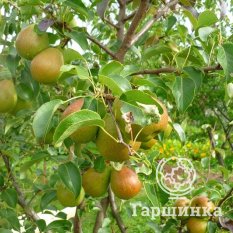 Груша Чижовская-2