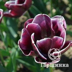 Тюльпан Александр Пушкин-3