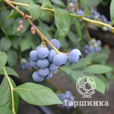 Сиерра (раннеспелый)-2