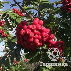 Алая крупная-2