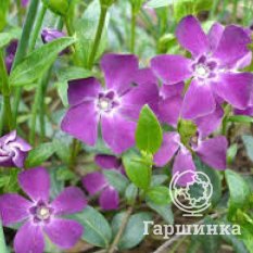 Барвинок малый Атропурпуреа-2