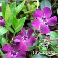 Барвинок малый Атропурпуреа-3