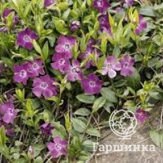 Барвинок малый Атропурпуреа-4