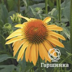 Харвест Мун-2