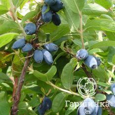 Синяя птица-1