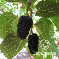 Шелковица черная-4