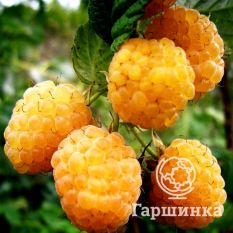 Малина Желтый гигант-3