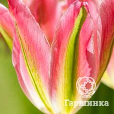 Тюльпан Виришик-2