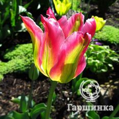 Тюльпан Виришик-3