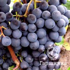 Агат донской-2