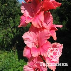 Гладиолус Россия-1