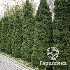 Холмструп-4