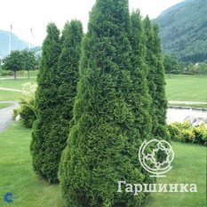 Холмструп-3