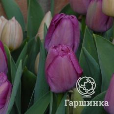 Пепл Прайд-4