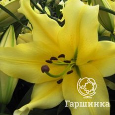 Барута (Baruta)-2