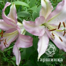 Бразилия (Brasilia)-2