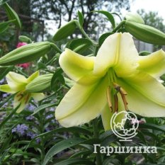 Барута (Baruta)-3