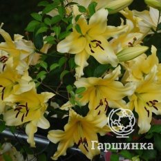 Барута (Baruta)-4