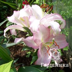 Бразилия (Brasilia)-3