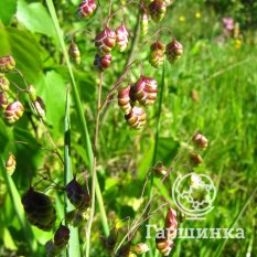 Трясунка средняя-3