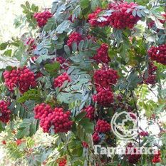 Алая крупная-3