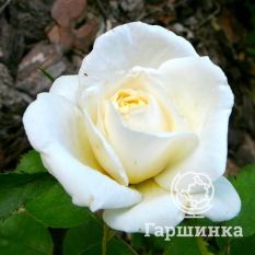 Роза Джей Пи Коннел канадская парковая-2