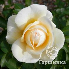 Роза Джей Пи Коннел канадская парковая-3