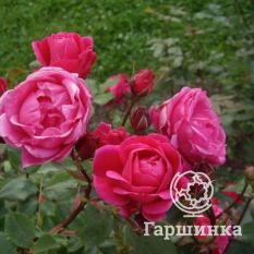 Роза Александр Маккензи канадская парковая-2