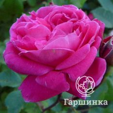 Роза Александр Маккензи канадская парковая-3