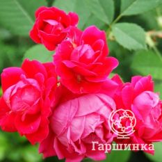 Роза Александр Маккензи канадская парковая-4