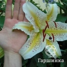 Ауратум Голд Бенд (Auratum Gold Band)-4